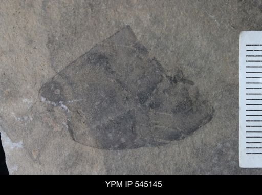 undet. Eurypterida