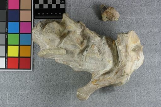 Archaeotherium wanlessi