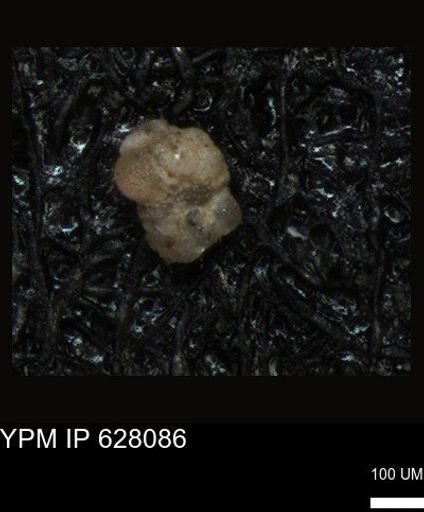 undet. Foraminiferida
