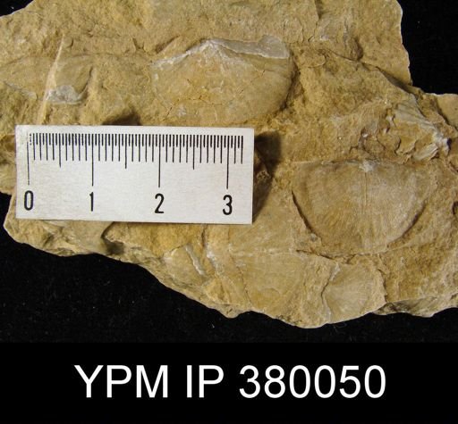Chonetes sp.