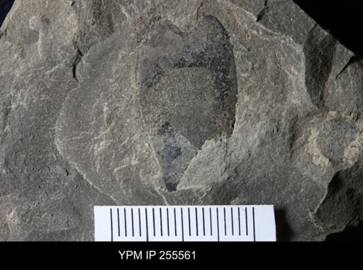 Eurypterida