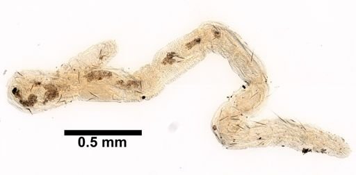 Novaquesta trifurcata