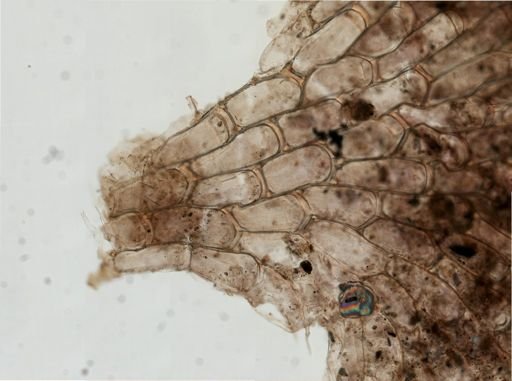Membranipora isabelleana