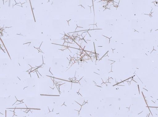 Sycon ciliatum