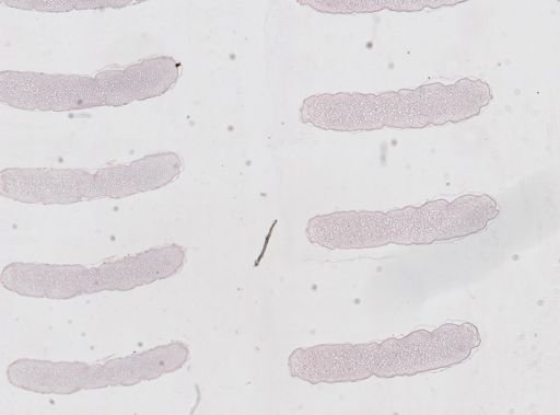Apis mellifera