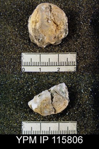 Enteletes wordensis