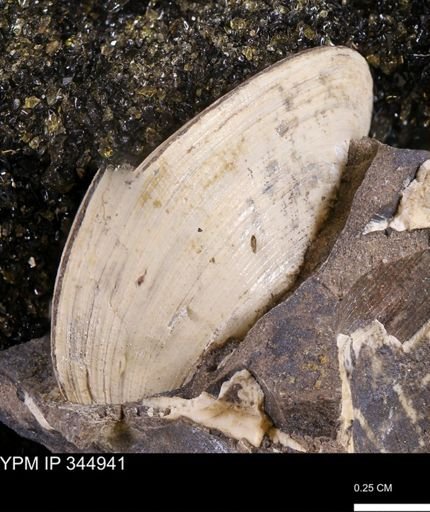 Limopsis striatopunctatus