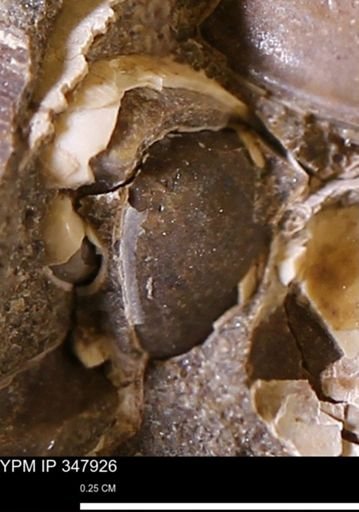 undet. Bivalvia