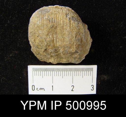 Dictyoclostus gallatinensis