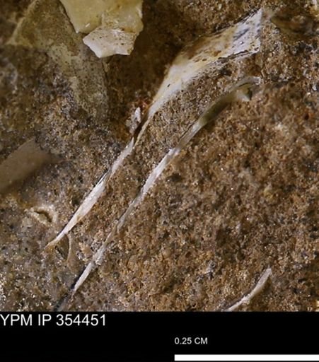 undet. Mollusca