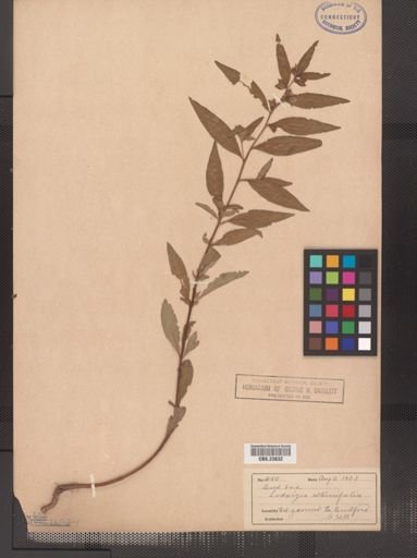 Ludwigia alternifolia