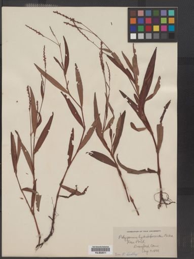 Polygonum hydropiperoides