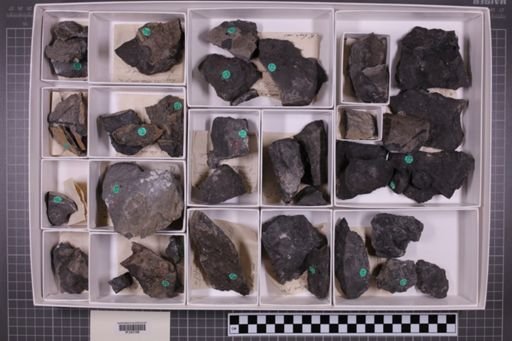 mixed taxa, stratigraphic collection
