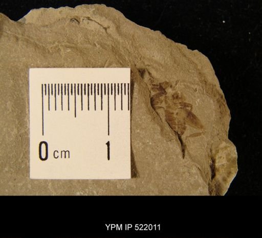 undet. Gryllidae