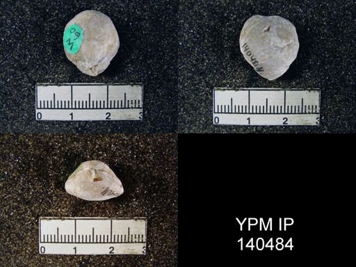 Spirigerella derbyi