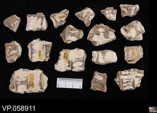 Aulopiformes?