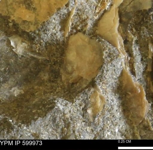 undet. Bivalvia