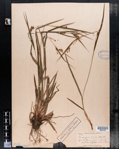 Carex granularis