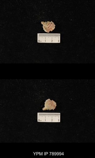 Leptodus sp.