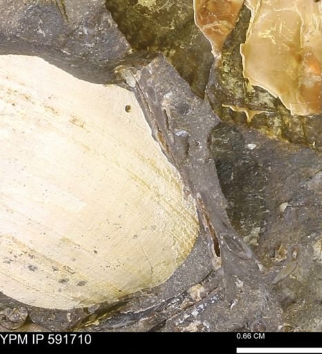 Serpulidae