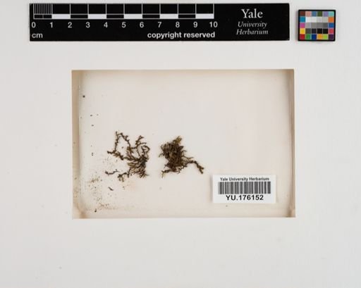 Plantae