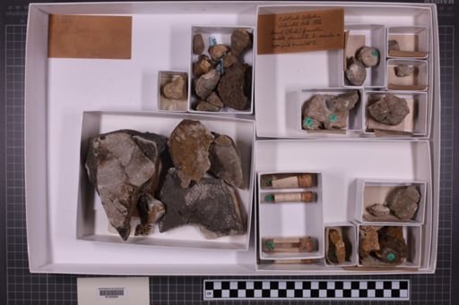 mixed taxa, stratigraphic collection