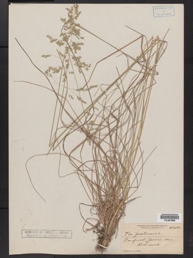 Poa pratensis