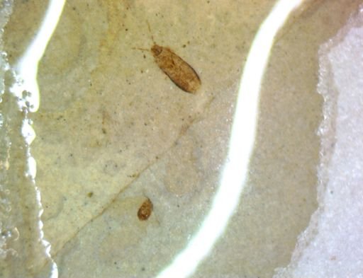 undet. Hemiptera