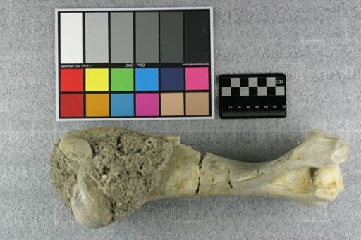 Subhyracodon sp.