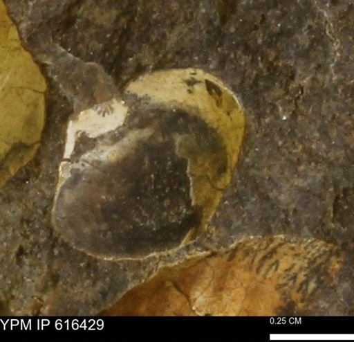 Protocardia subquadrata