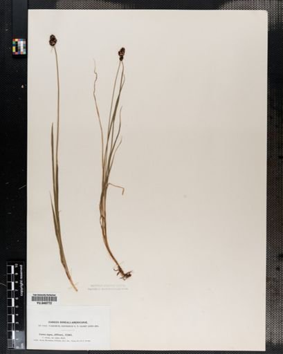 Carex nigra