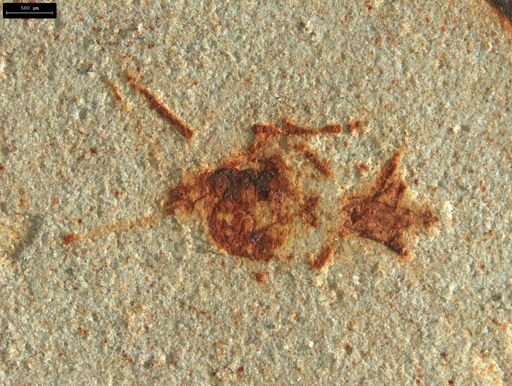 undet. Insecta