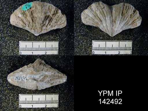 Spirifer musakheylensis
