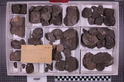mixed taxa, stratigraphic collection
