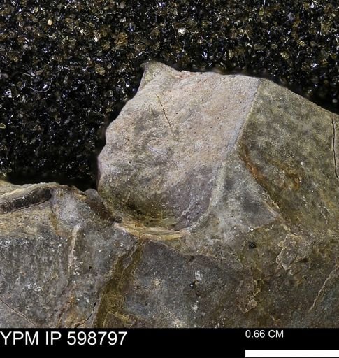 undet. Mollusca