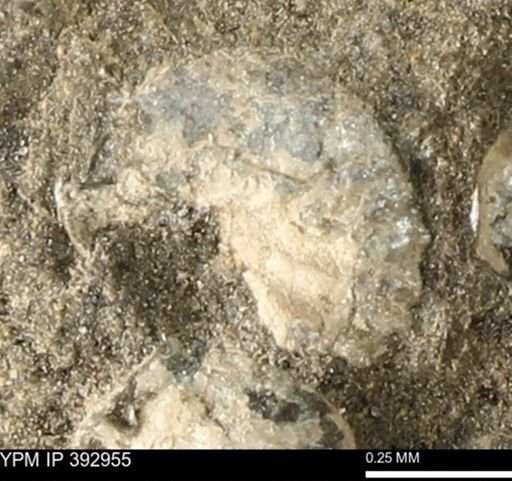 Scaphites sp.