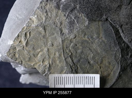 Ostracoda