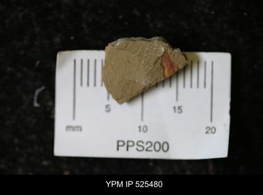 undet. Synziphosurina