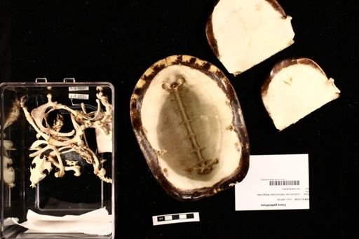 Cuora galbinifrons