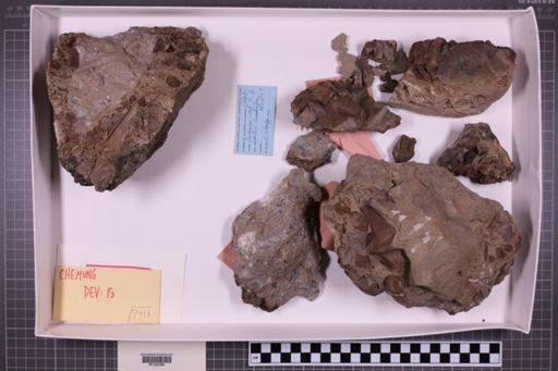 mixed taxa, stratigraphic collection