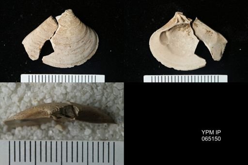 Astarte cuneiformis