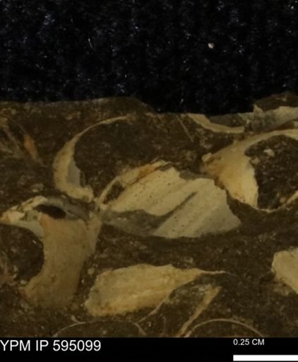 Protocardia sp.