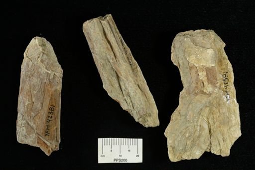 undet. Ichthyodectidae