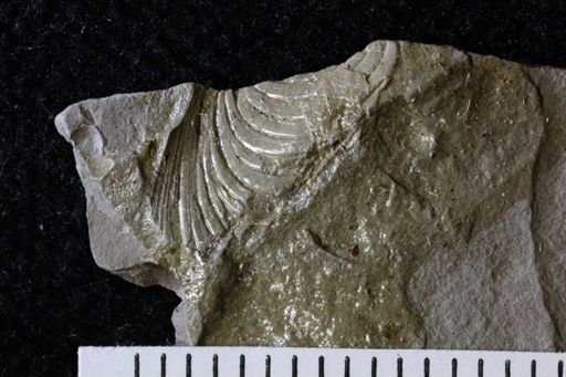 Trigonoglossa nebrascensis