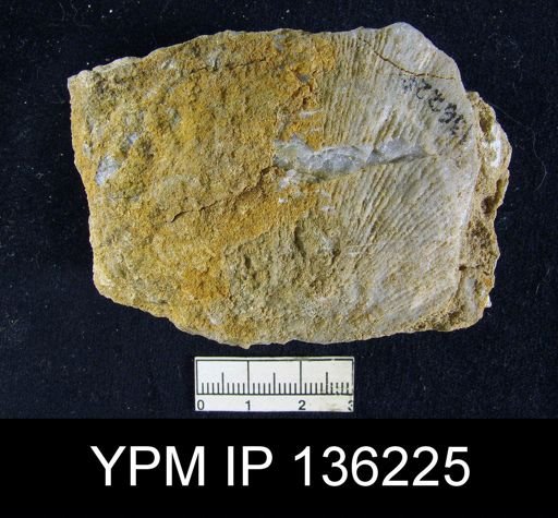 Derbya sp.