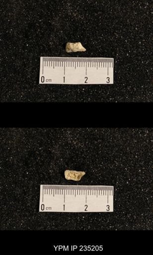 Lissochonetes geinitzianus var. plattsmouthensis