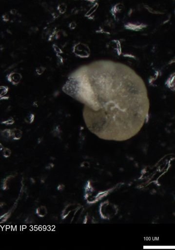 undet. Foraminiferida