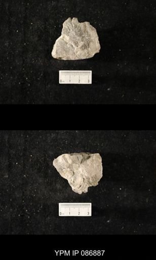 undet. Nautiloidea