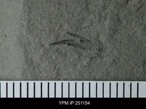 undet. Eurypterida