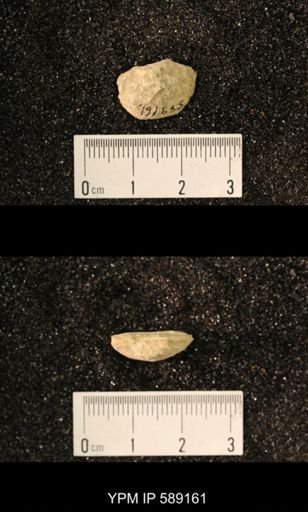 Sowerbyella sp.